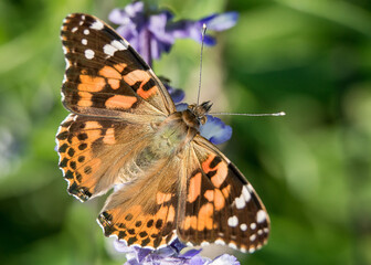 Butterfly Closeup