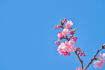 河津町の河津桜