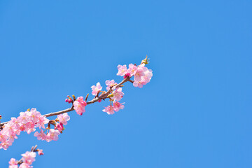 河津町の河津桜