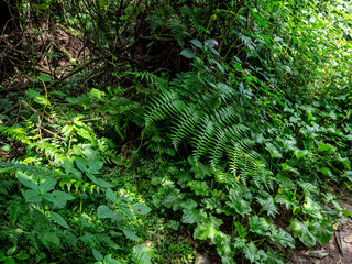 Aufem Kilembe Trail im Ruwenzori Gebirge in Uganda.