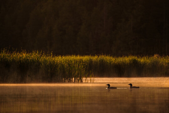 Misty Dawn
