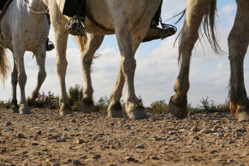 Legs of horses walking. Camera on the ground. Camargue National Preserve, Vaccarès Pond. Arles,...
