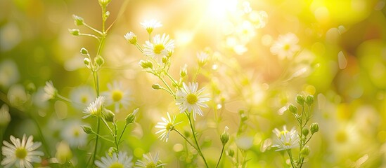 A stunning sight of a bunch of blooming fumewort flowers in a field during the sunny month of May.