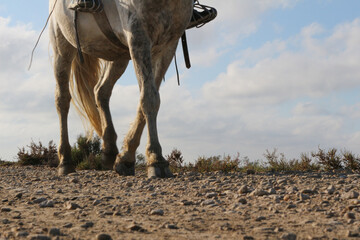 Legs of a horse walking. Camera on the ground. Camargue National Preserve, Vaccarès Pond. Arles,...