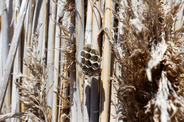 wasp's nest in a wall made of Arundo donax, also called giant cane, elephant grass, carrizo,...
