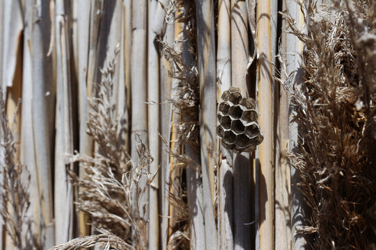 wasp's nest in a wall made of Arundo donax, also called giant cane, elephant grass, carrizo, arundo, Spanish cane, Colorado river reed, wild cane, and giant reed. Arles, Provence, France.