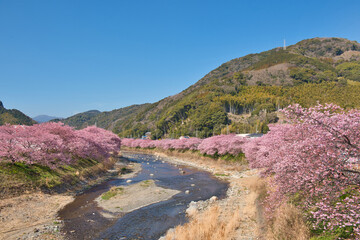 河津町の河津桜