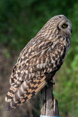 Asio flammeus - Short-eared Owl - Hibou des marais - Hibou brachyote