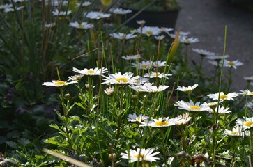 Autumn blooming arctic daisy Chrysanthemum arcticum