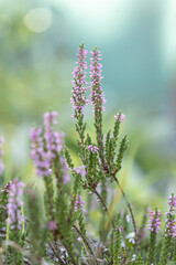 Close-up of heathers, Calluna Vulgaris, in pink, taken with a macro lens. Calluna Vulgaris is also called ling, and produces very delicious honey.