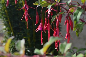 Autumn blooming hardy Fuchsia magellanica var. gracilis