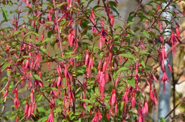 Autumn blooming hardy Fuchsia magellanica var. gracilis