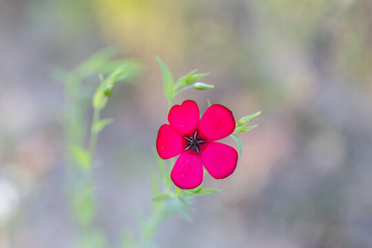 Red Linum Grandiflorums (Scarlet Flax) spotted in my garden. Detail of red flower photo.