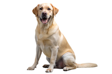 Labrador Retriever dog on a transparent background