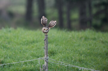 Asio flammeus - Short-eared Owl - Hibou des marais - Hibou brachyote