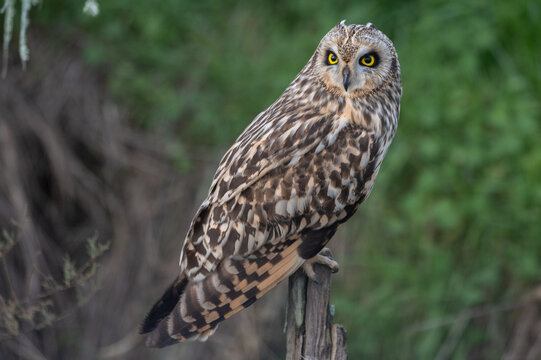 Asio flammeus - Short-eared Owl - Hibou des marais - Hibou brachyote