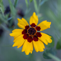 Beautiful Gold and Burgundy Plains Coreopsis Wildflower - Coreopsis tinctoria