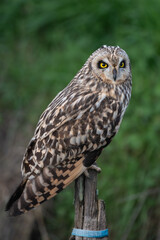 Asio flammeus - Short-eared Owl - Hibou des marais - Hibou brachyote