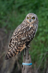 Asio flammeus - Short-eared Owl - Hibou des marais - Hibou brachyote
