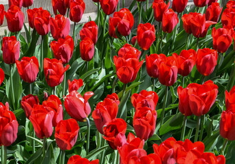 tulips in a flowerbed in early spring - a beautiful sight