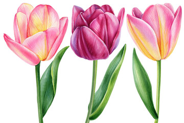 Beautiful tulips, spring flowers set isolated on white background. Watercolor hand drawing Botanical painting, clipart