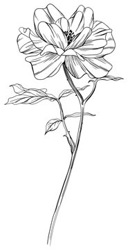 Wild rose flower isolated on white. Hand drawn vintage illustration.