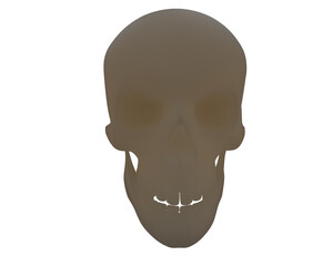 Skull isolated on background. 3d rendering - illustration