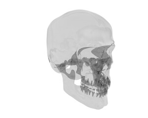 Skull isolated on background. 3d rendering - illustration