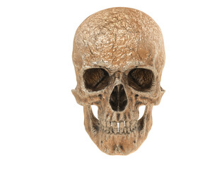 Skull isolated on background. 3d rendering - illustration