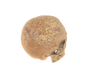 Skull isolated on background. 3d rendering - illustration