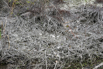 Desolated banks of a canal in Arles, Camargue, Provence, France. Winter scene with grey, dry, dead herbs.