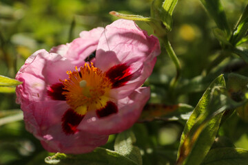 Beautiful close-up of a flower of Cistus × purpureus, commonly known as orchid rockrose, one of the most commonly cultivated varieties of rockrose.