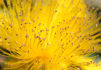 Abstract macro of a blooming flower of Hypericum calycinum, also called Rose-of-Sharon, Aaron's...