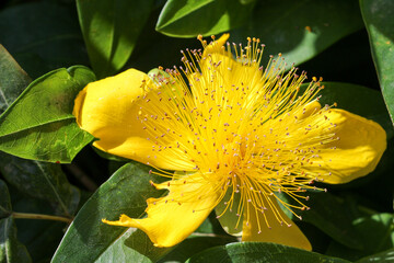 Close up shot of a blooming flower of Hypericum calycinum, also called Rose-of-Sharon, Aaron's...