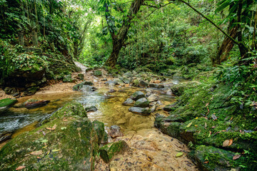 Small river in jungle. Hard trek to hidden ancient ruins of Tayrona civilization Ciudad Perdida in Colombian jungle. Santa Marta, Sierra Nevada mountains, Colombia wilderness landscape. - 743734225