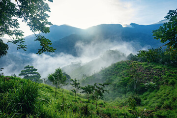 Misty and fogy jungle landscape. Hard trek to hidden ancient ruins of Tayrona civilization Ciudad Perdida in Colombian jungle. Santa Marta, Sierra Nevada mountains, Colombia wilderness. - 743734250