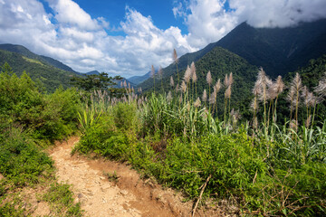 Sunny jungle landscape with sugarcane in the foreground. Challenging trek to hidden ancient ruins of Ciudad Perdida civilization. Santa Marta, Sierra Nevada Mountains, Wilderness of Colombia. - 743734427