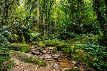 Small river in jungle. Hard trek to hidden ancient ruins of Tayrona civilization Ciudad Perdida in Colombian jungle. Santa Marta, Sierra Nevada mountains, Colombia wilderness landscape. - 743734435