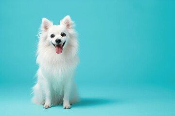 A small white spitz dog with a white fluffy coat and tongue out sits on a turquoise background, with copy space 