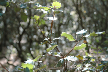 Close-up shot of leaves of .Quercus coccifera, the kermes oak, an oak bush also called Quercus calliprinos. It is native to the Mediterranean region. Beaucaire, France.