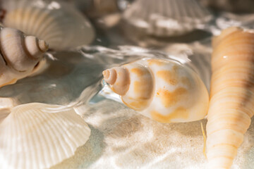 Beautiful seashell in the clear, clean sea, illuminated by the sun's rays; holiday background