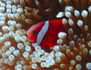 クマノミとイソギンチャク