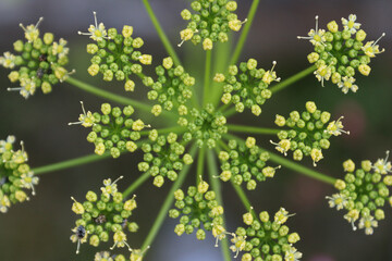 Close-up flowers of Parsley, or garden parsley, Petroselinum crispum, a species of flowering plant in the family Apiaceae. Burgundy, France. Top view, shot from above. Creative and artistic. - obrazy, fototapety, plakaty