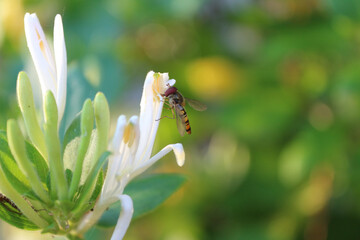 Close-up shot a blooming flower of Lonicera caprifolium, the Italian woodbine, perfoliate honeysuckle, goat-leaf honeysuckle, Italian honeysuckle, or perfoliate woodbine. A bee. - obrazy, fototapety, plakaty