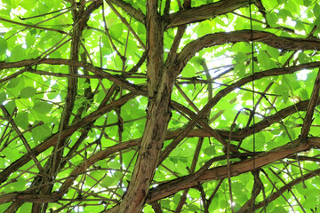 Fototapeta na wymiar Inside a virginia creeper. Wood branches and green leave. Against the light photography.