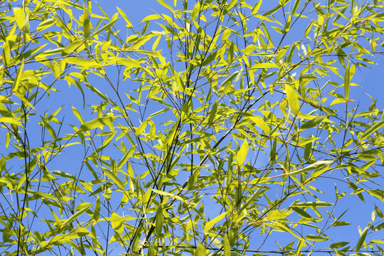 Green leaves of Phyllostachys aurea, of the diverse Bambuseae tribe. It is native to Fujian and Zhejiang in China and commonly known by the name fishpole golden monk's belly. Blue sky background.