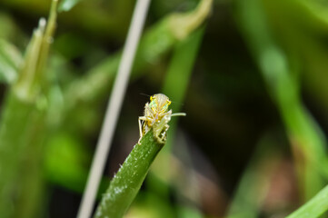Green leafhopper behind abundant vegetation. Macro photo of insects