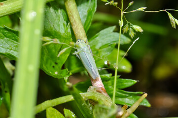Green leafhopper behind abundant vegetation. Macro photo of insects