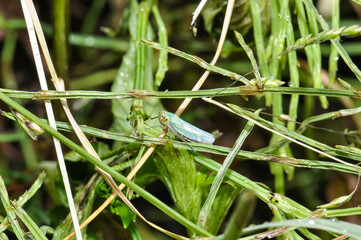 Green leafhopper behind abundant vegetation. Macro photo of insects
