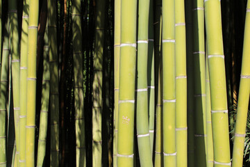 Close up shot of bamboo stems.